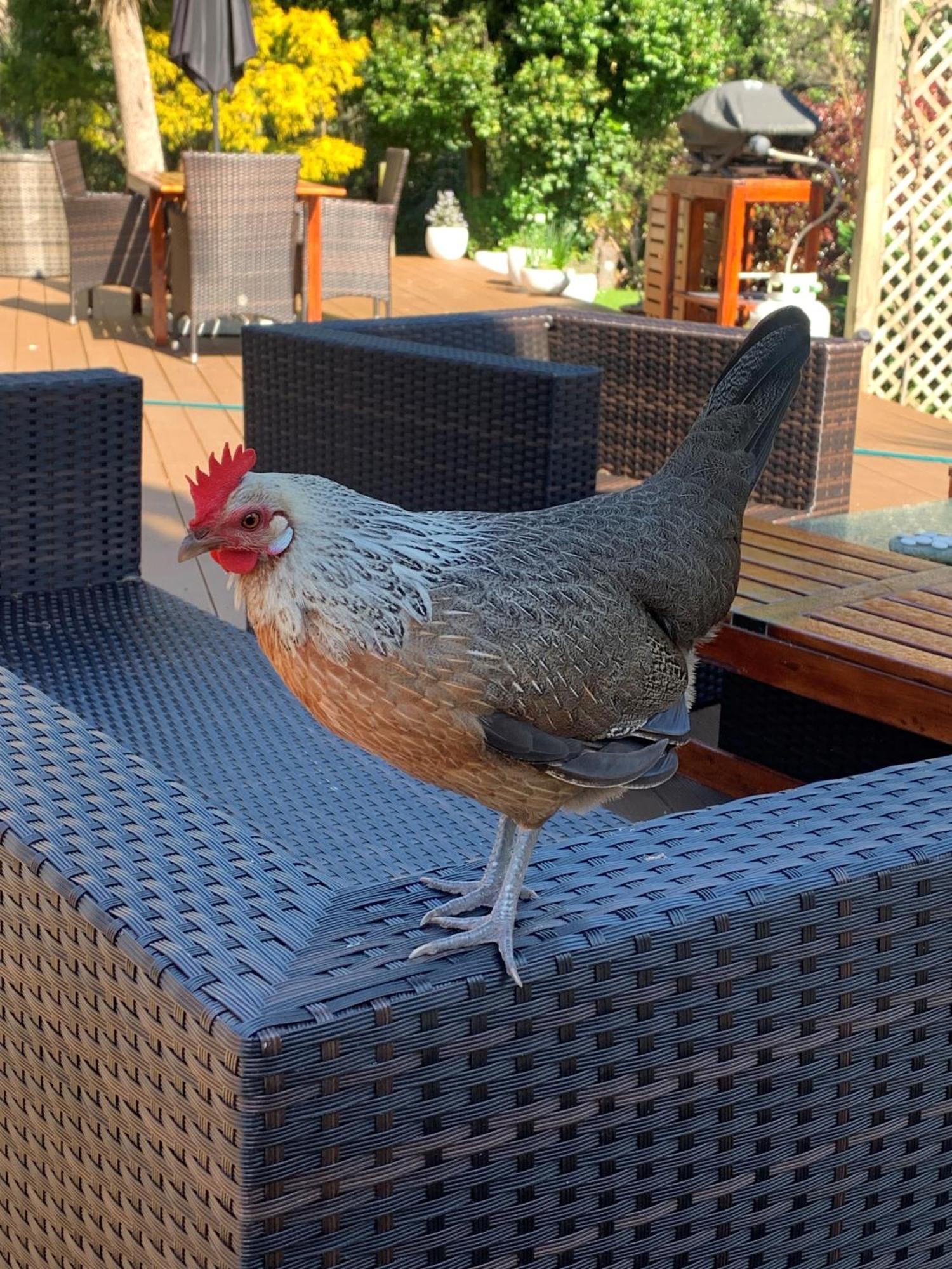 Private Guest Wing - Durie Vale Lodge وانجانيو المظهر الخارجي الصورة